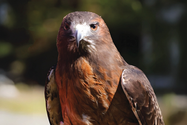 Horus — Red-Tailed Hawk